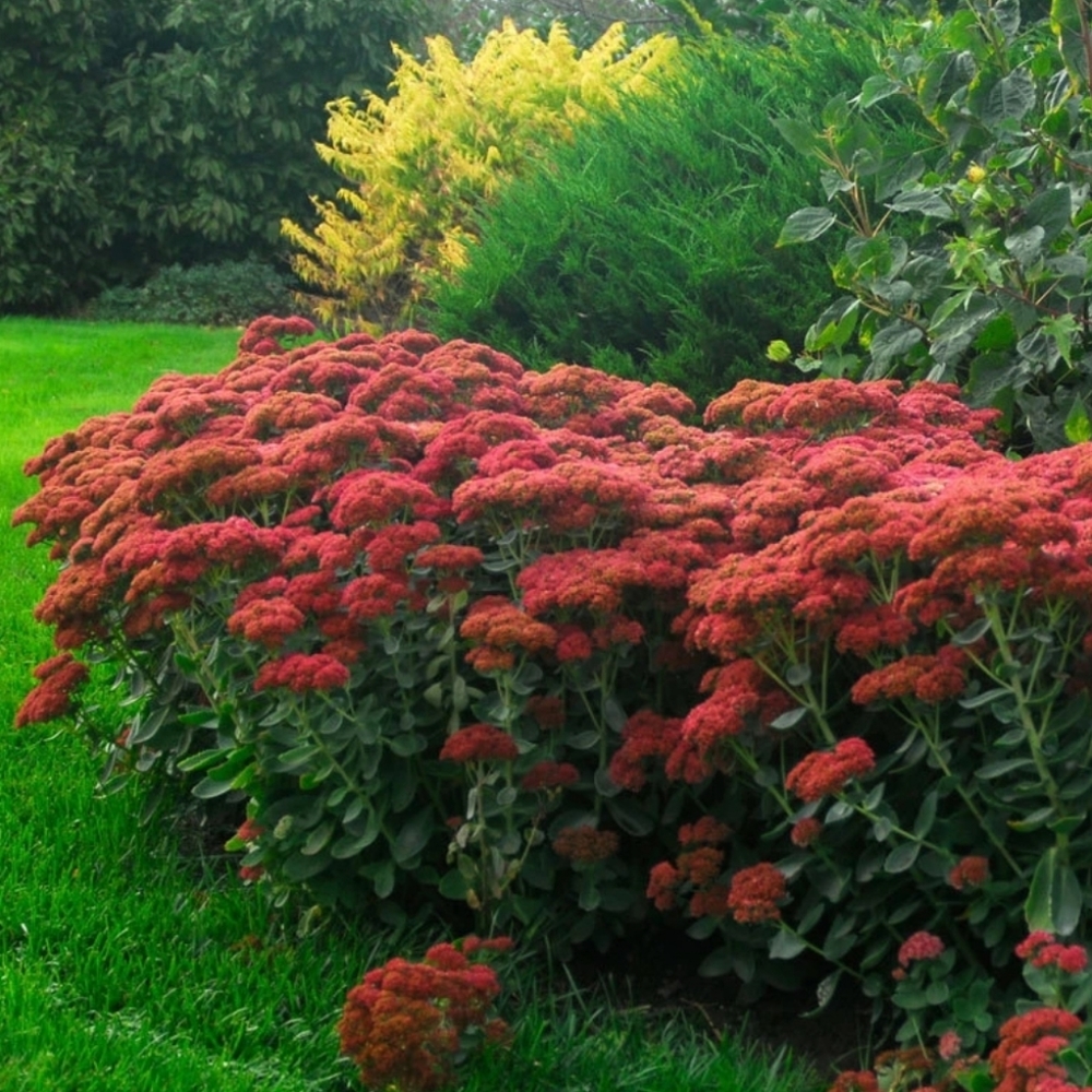 Autumn Joy Sedum 3 plants $20